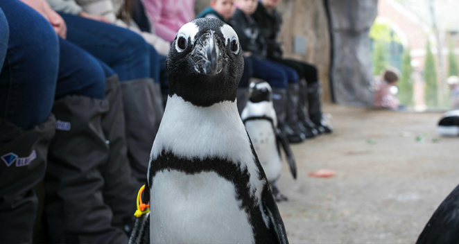 Two African penguins near guests at Malott Family Penguin Encounter