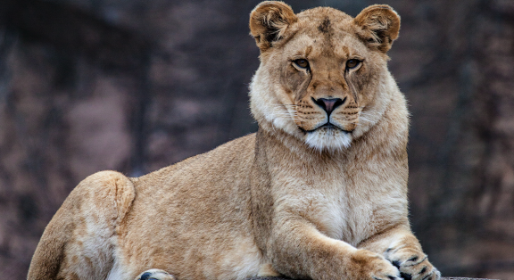 African lioness in exhibit