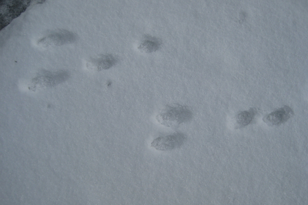 Animal Tracks in Snow - Lincoln Park Zoo