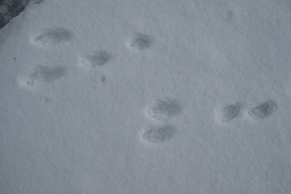 Animal Tracks in Snow - Lincoln Park Zoo Animal Tracks in Snow - Lincoln Park Zoo