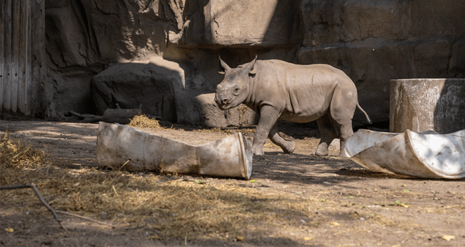 Eastern black rhino in exhibit