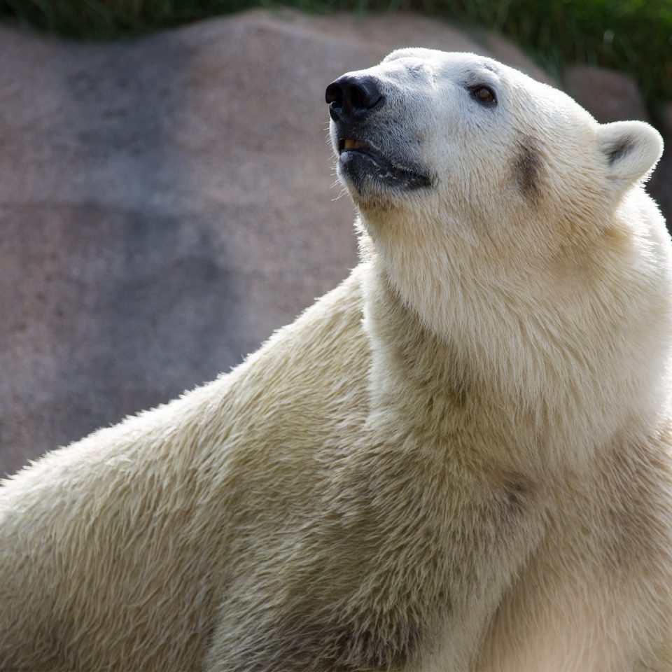 Polar bear in exhibit