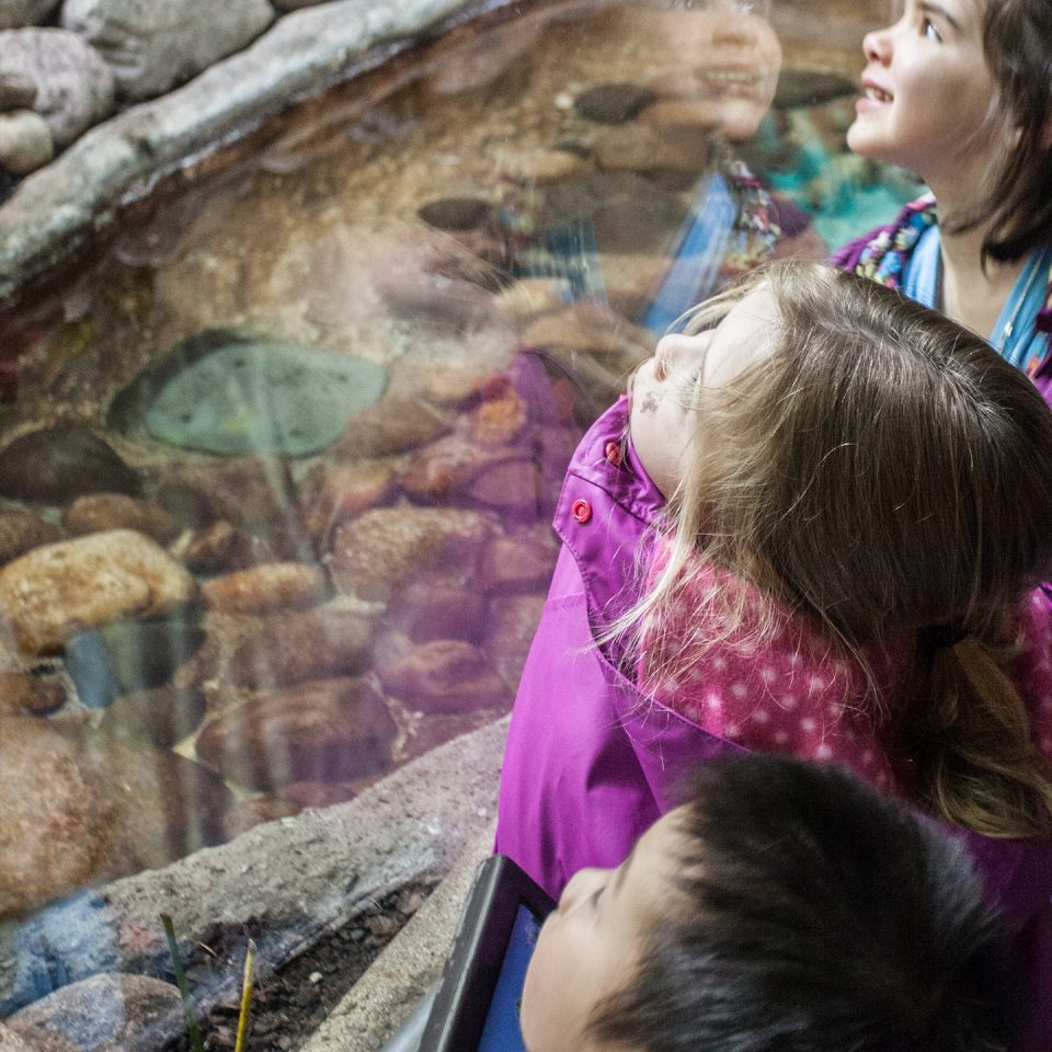 Young guests peering through glass into an animal habitat