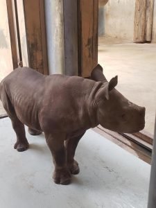 Eastern black rhino on a scale