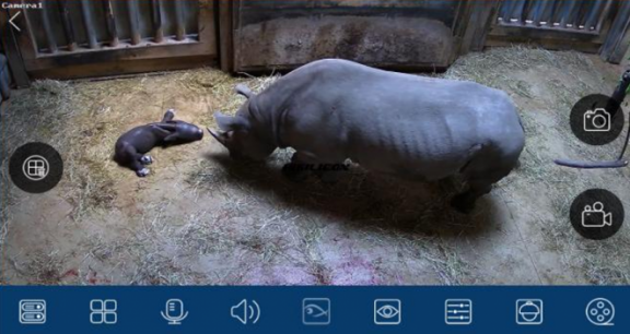 Eastern black rhino Kapuki examining her newly born calf, Romeo