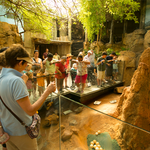 People watching meerkats in their exhibit