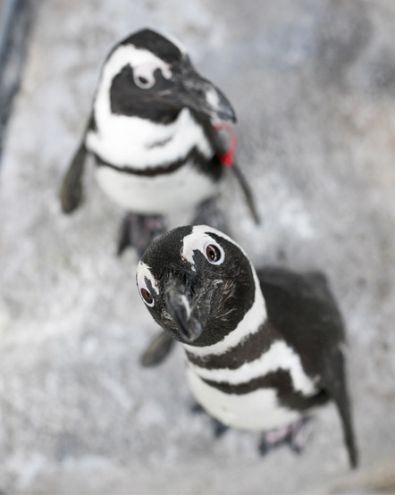 Two African penguins in exhibit