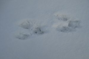 Squirrel tracks in the snow
