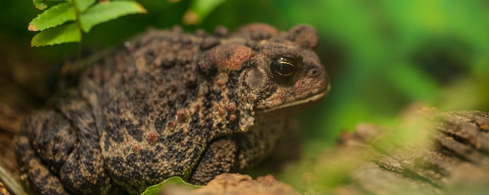 American toad in exhibit
