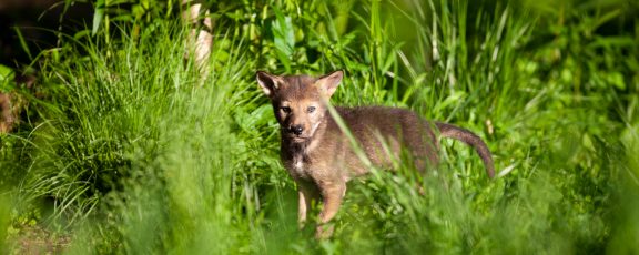 A red wolf pup walking through the grass