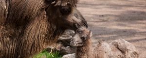 A Bactrian camel licks its offspring