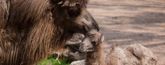 A Bactrian camel licks its offspring