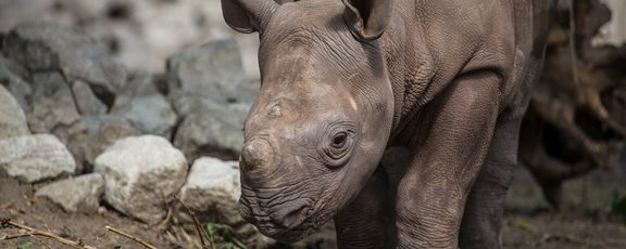 Eastern black rhino calf in exhibit