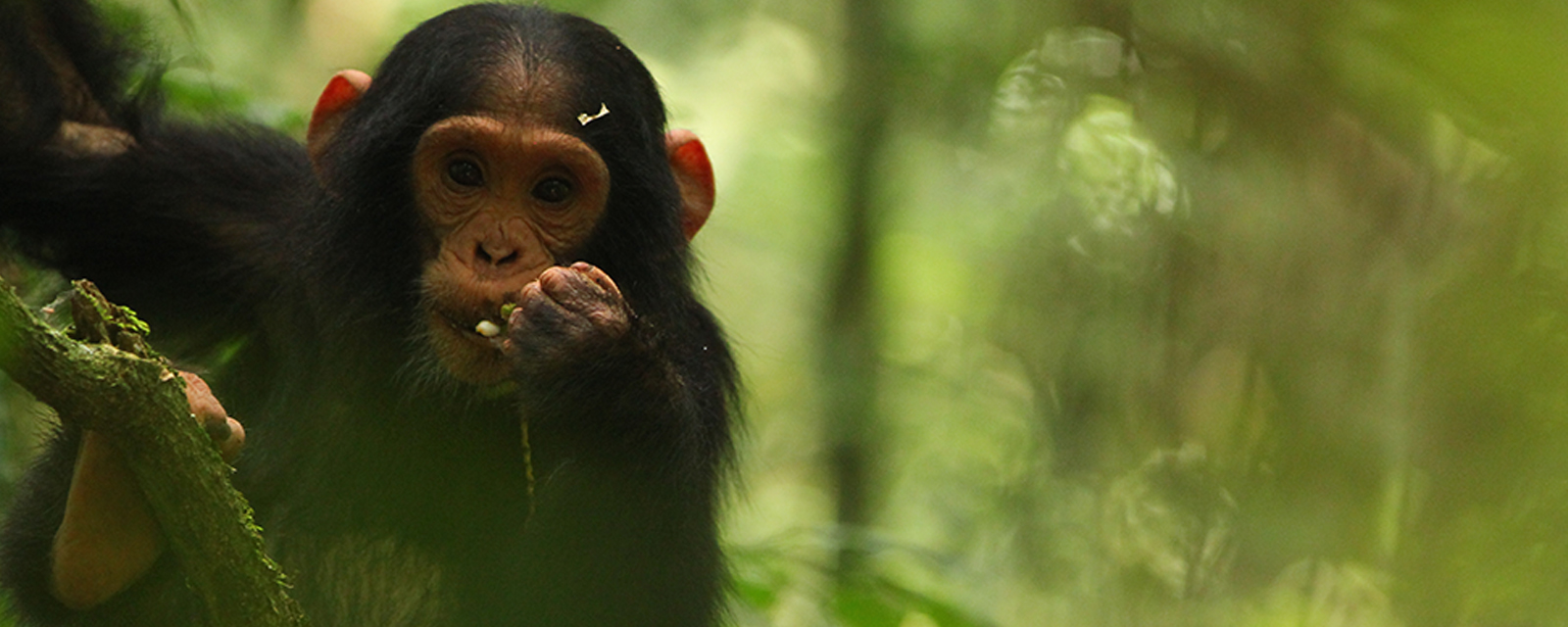 Infant chimpanzee eating greenery in the wild