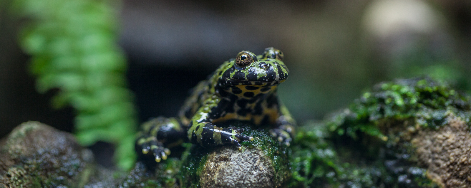 An oriental fire-bellied toad in exhibit