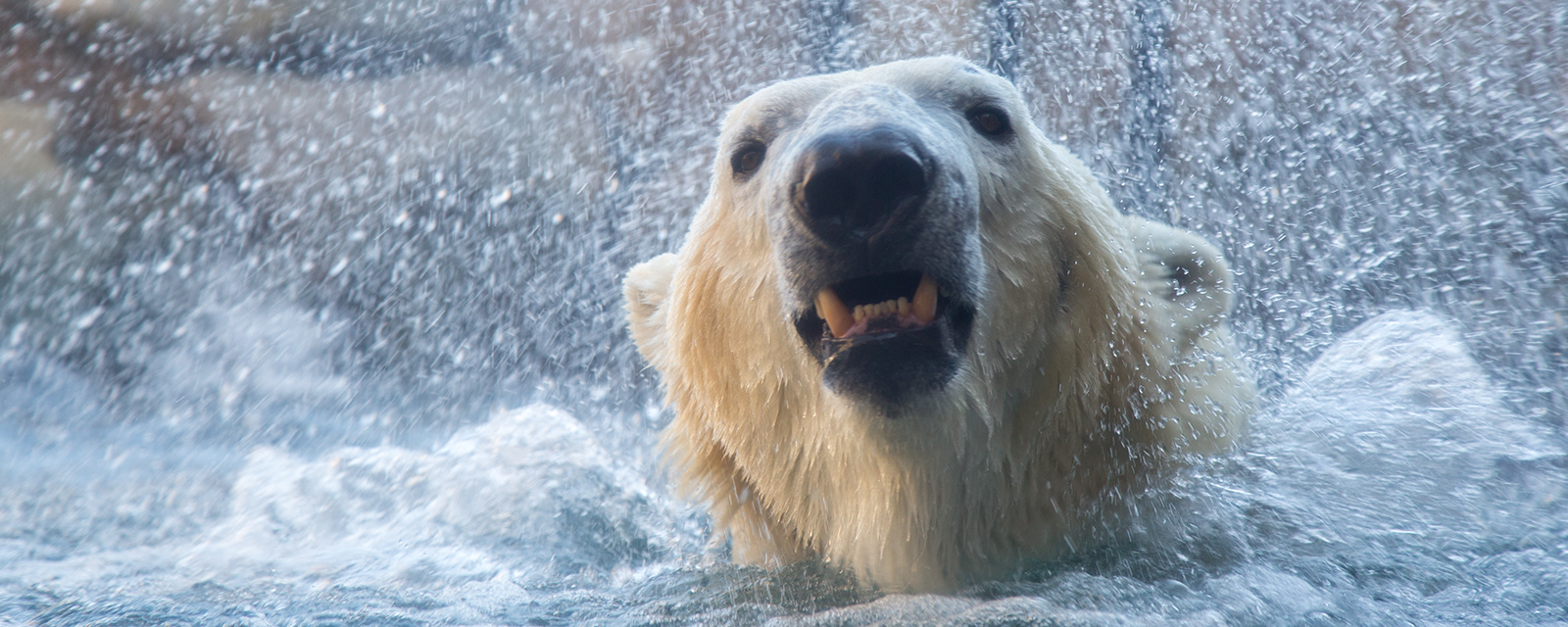 Polar bear swimming in exhibit