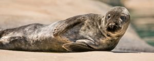 Grey seal lying on rock in exhibit