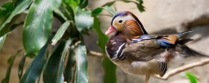 Mandarin duck standing on one leg in exhibit
