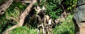 African painted dog in exhibit