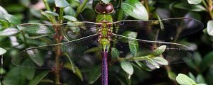 Dragonfly resting on greenery