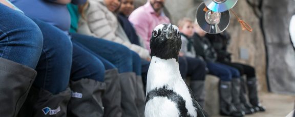 An African penguin standing near guests' feet during a Malott Family Penguin Encounter