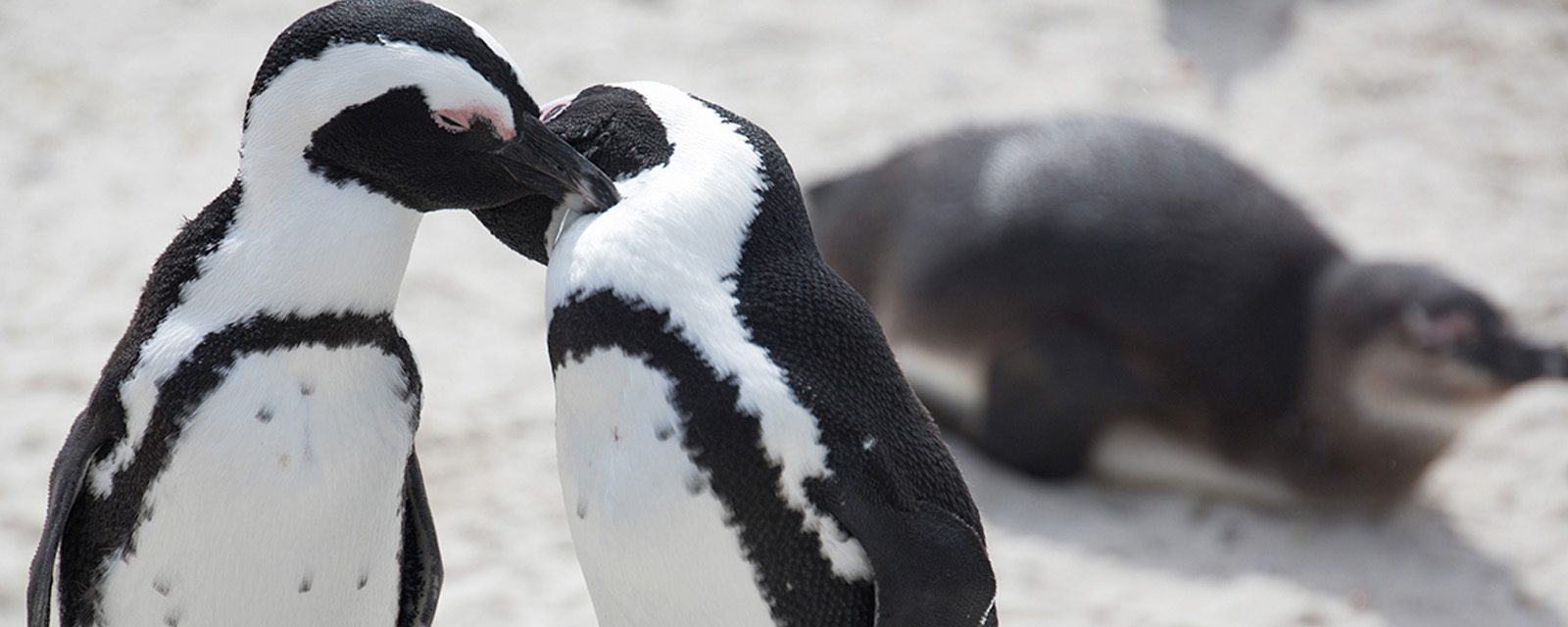 Robert and Mayari Pritzker Penguin Cove