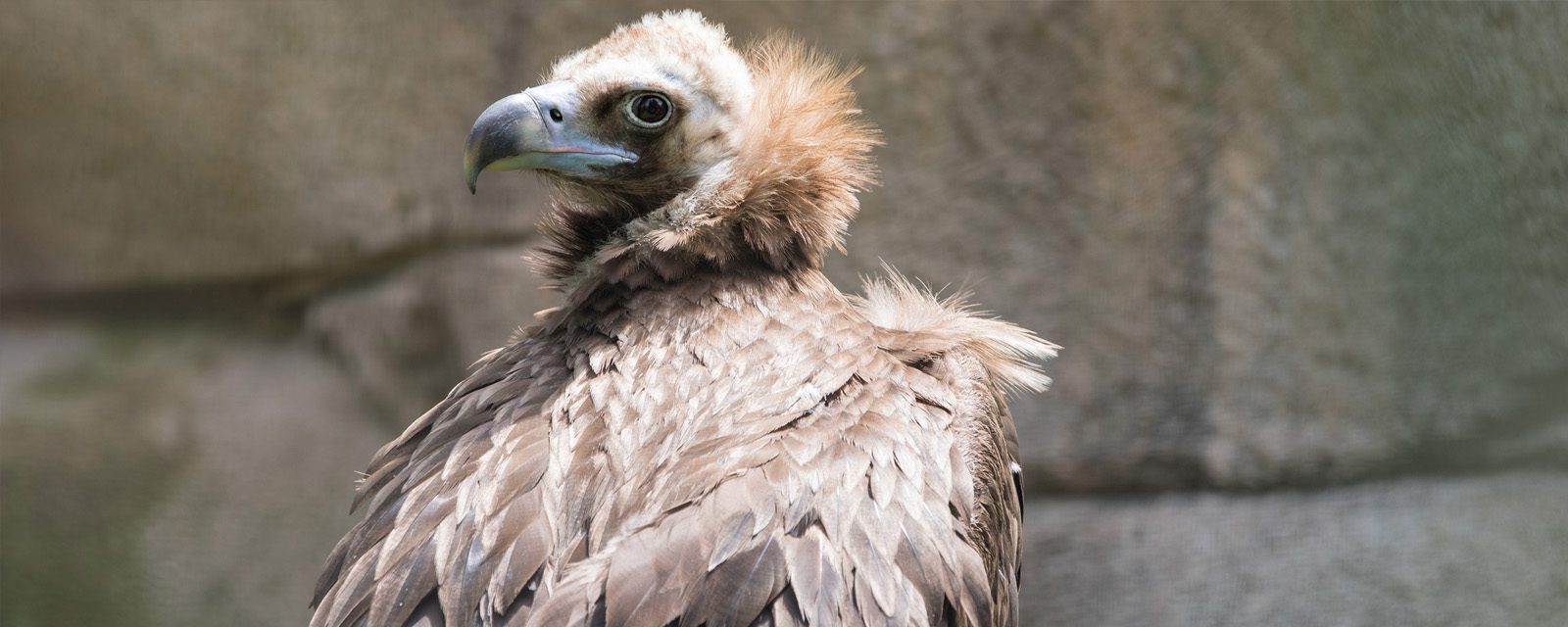 Regenstein Birds Of Prey