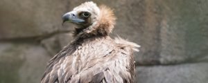 Cinerous vulture in exhibit
