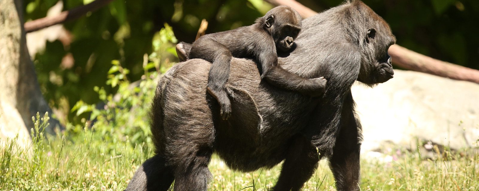 Regenstein Center for African Apes | Lincoln Park Zoo