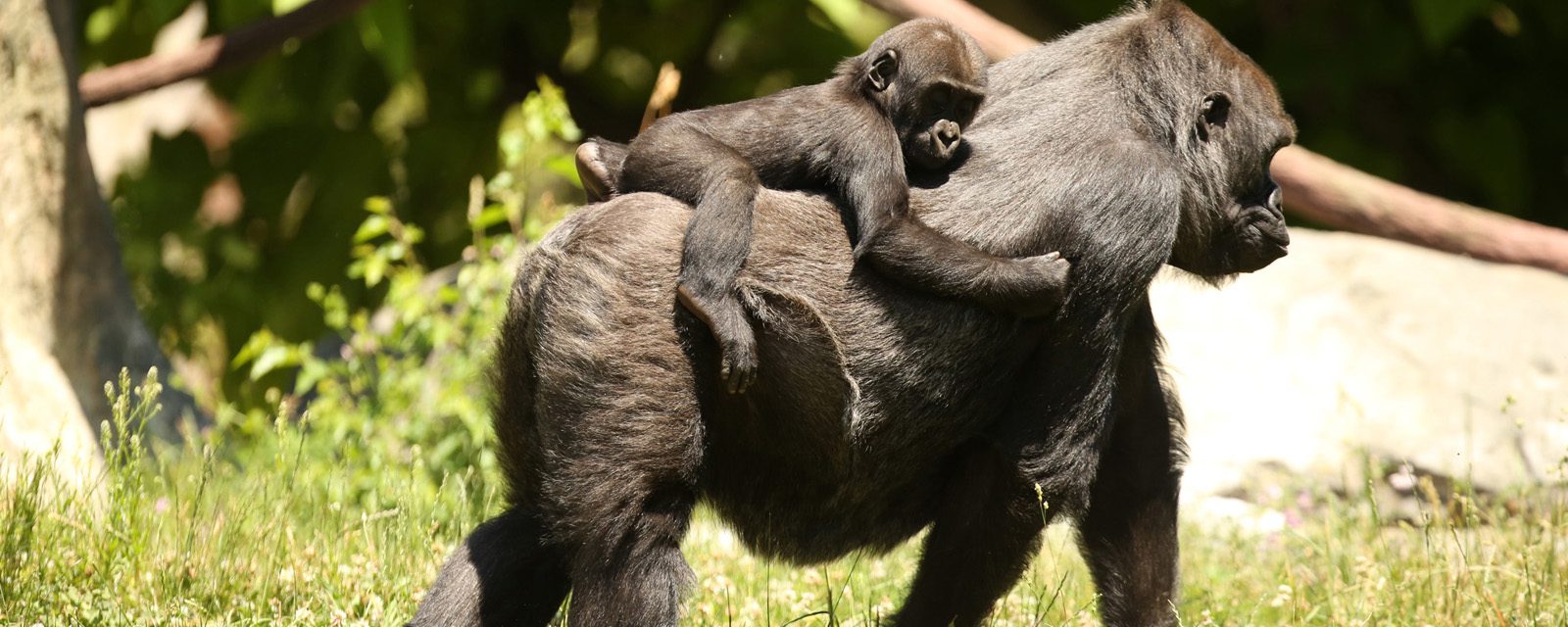 Regenstein Center for African Apes