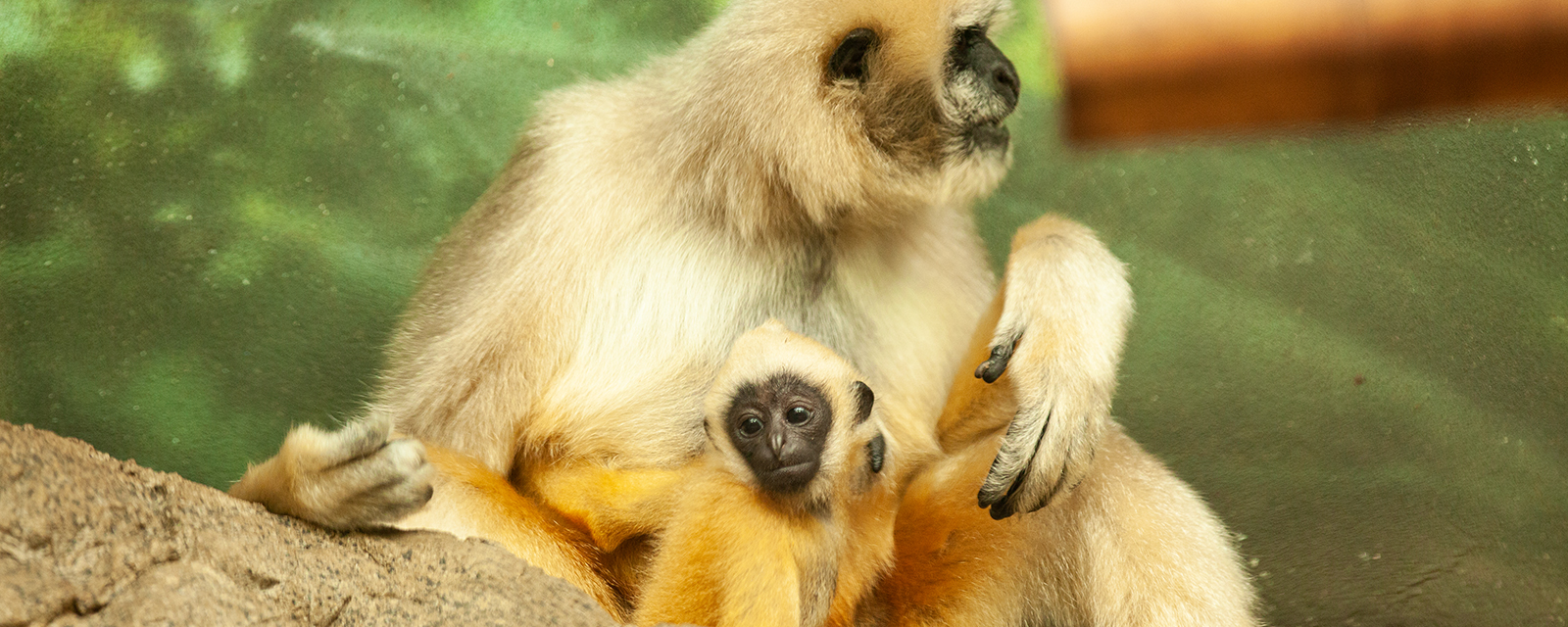 Female white-cheeked gibbon and infant in exhibit