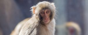 A baby Japanese macaque in exhibit