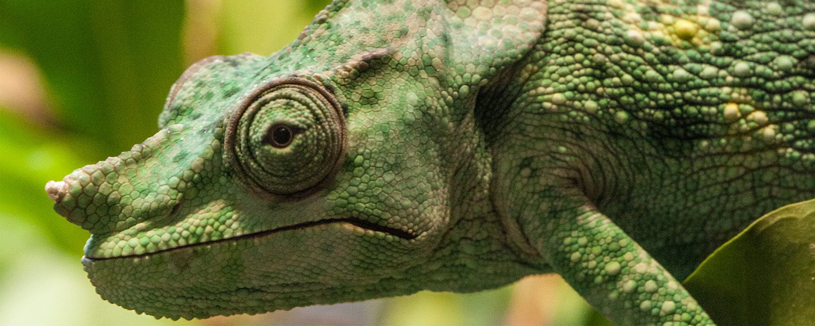 Regenstein Small Mammal-Reptile House