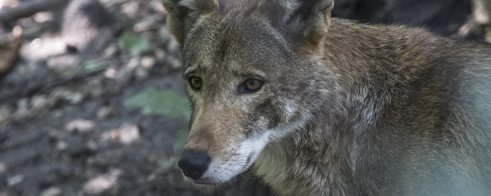 Red wolf in exhibit