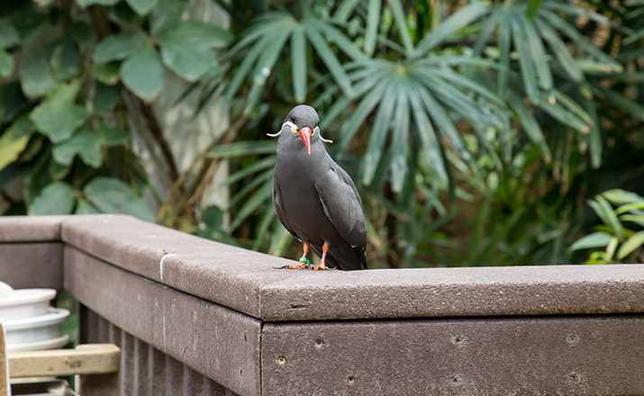 Inca tern in exhibit