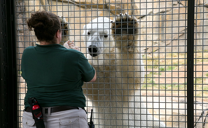 Animal Care staff working with polar bear