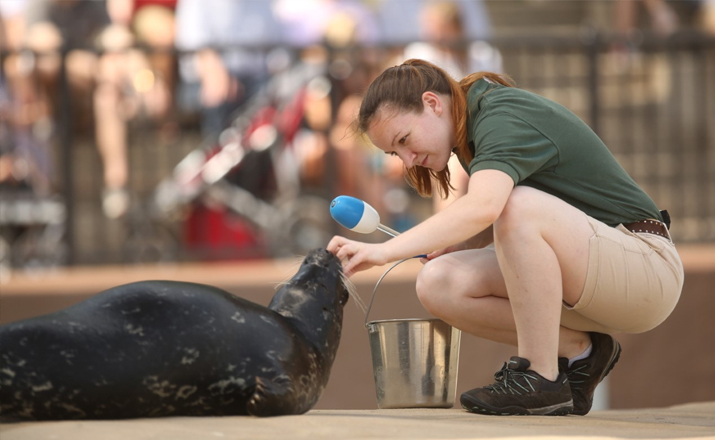 Animal Care staff working with seal