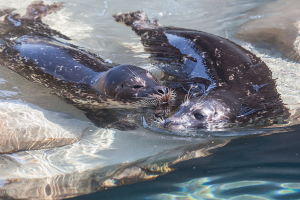 Seals in exhibit