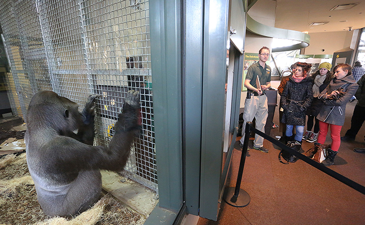 Guests watching a training session with a western lowland gorilla