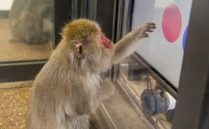 Japanese macaque interacting with a touchscreen computer