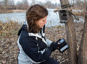 A zoo scientist checks footage from a remote camera attached to a tree