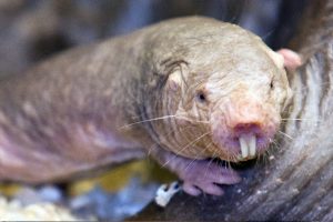 Naked mole rat in exhibit