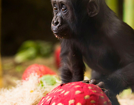 A western lowland gorilla infant in exhibit
