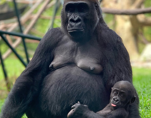 A western lowland gorilla and infant in exhibit