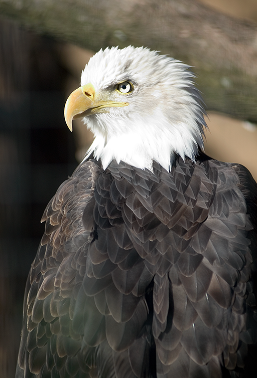 American bald eagle in exhibit