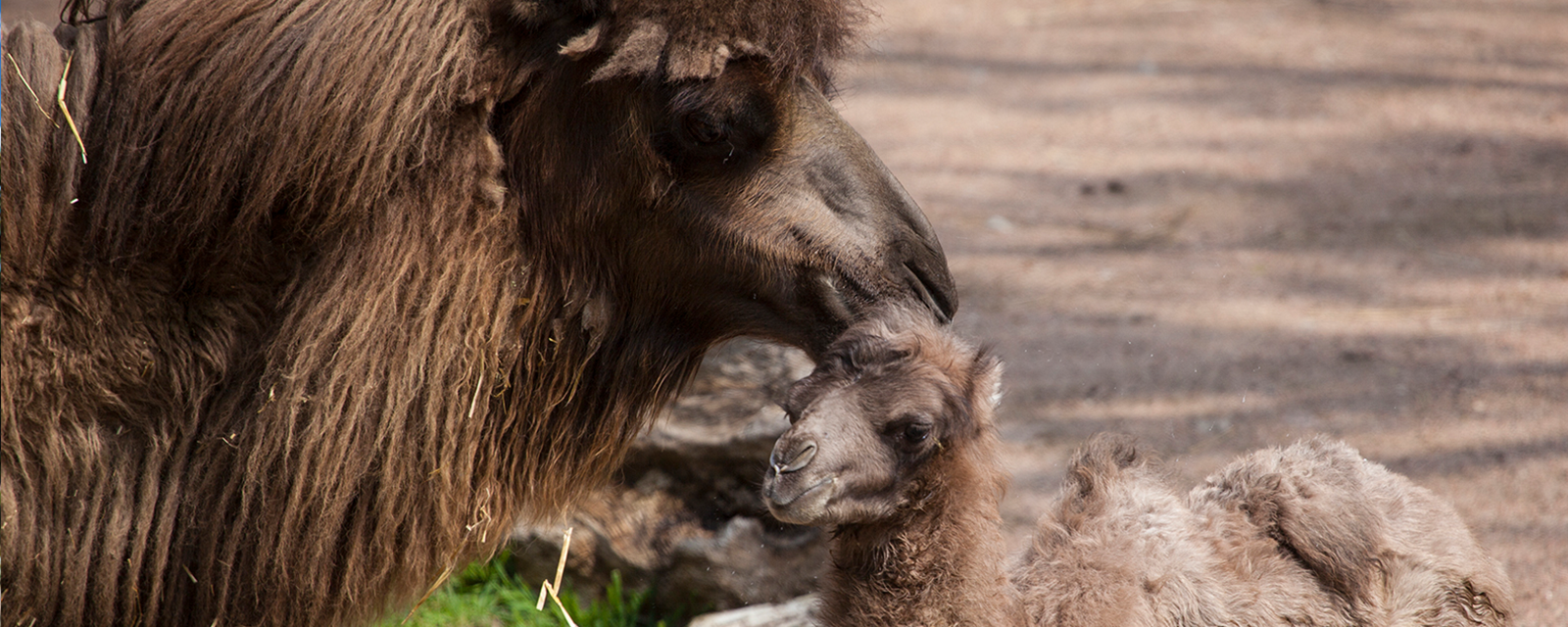 Bactrian camels in exhibit