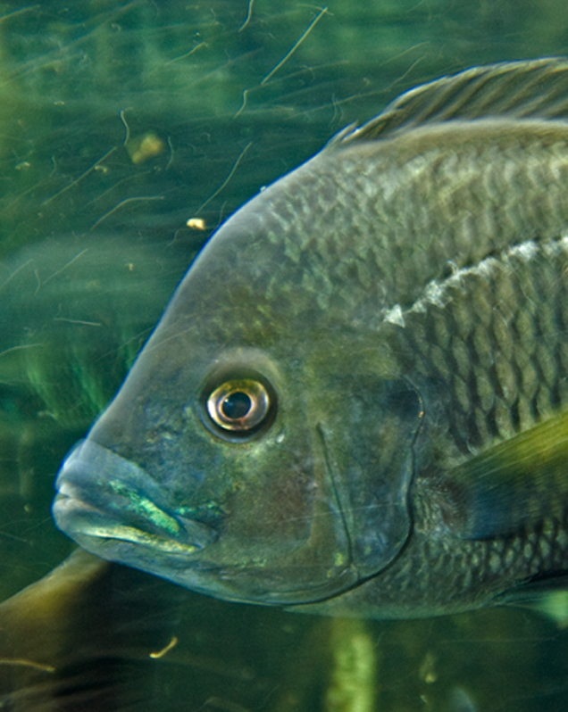 Zebra tilapia in exhibit