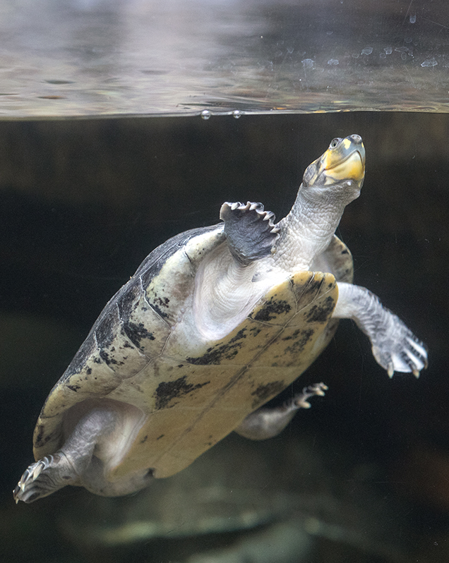 Yellow-spotted Amazon river turtle in exhibit