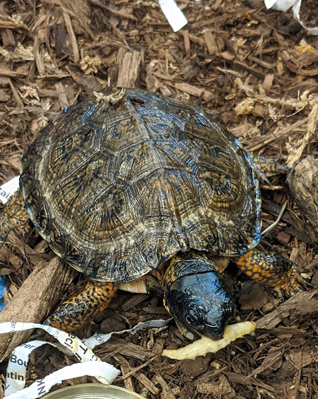 Wood turtle in exhibit