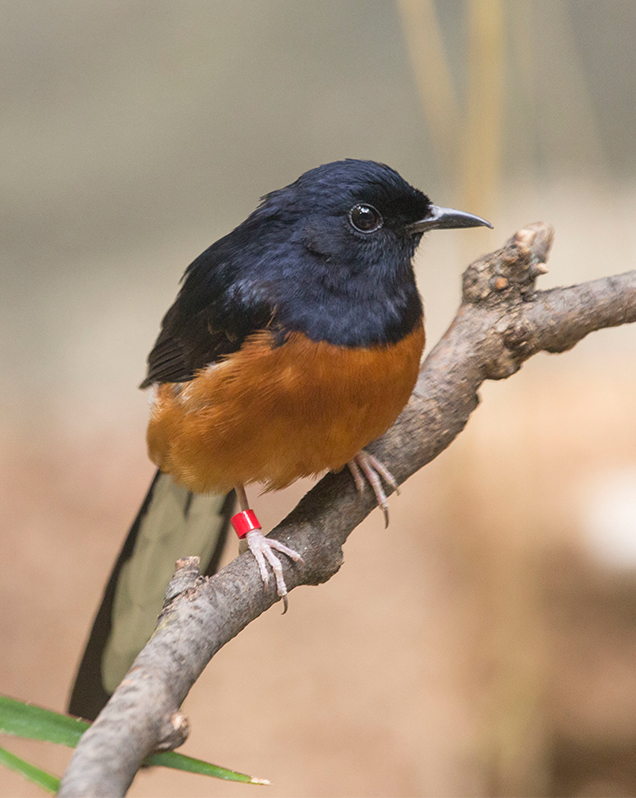 White-rumped shama in exhibit